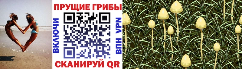 Псилоцибиновые грибы Magic Shrooms  где продают наркотики  Дюртюли 